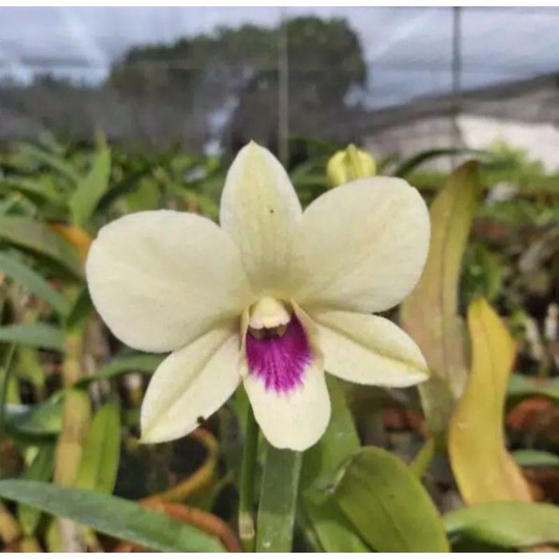 Pohkn Anggrek Dendrobium Dewasa Ngs X Shrimapho Dewasa Siap Spike