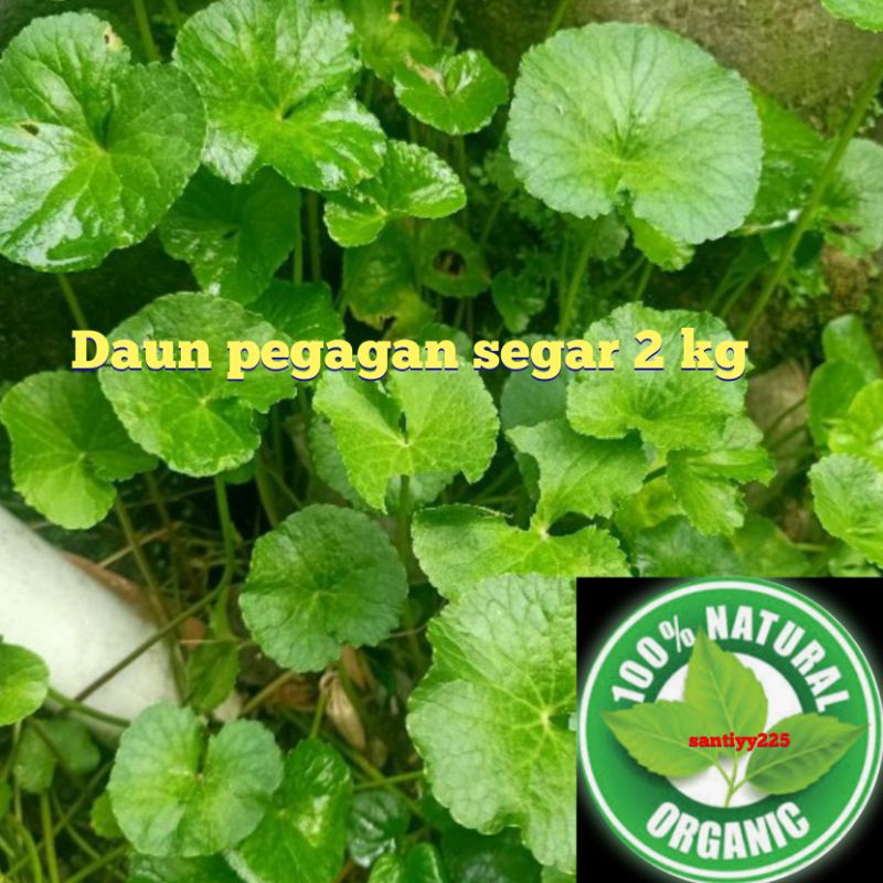 pegagan antanan segar /2 kg segar