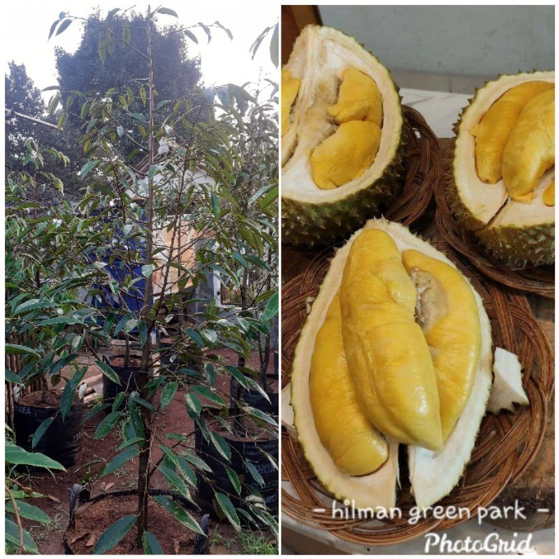 promo bibit durian bawor tinggi 2 meter pucuk murah