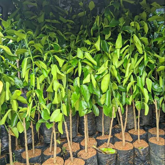 Bibit Lemon California