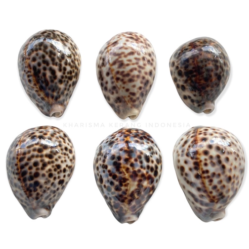 COWRIE SHELL LARGE TIGER COWRE CYPRAEA TIGRIS KERANG COWRIE KERANG COWRY KERANG LAUT HIASAN KERANG L