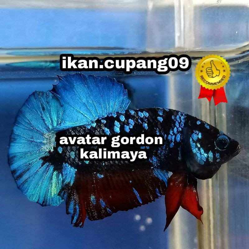 IKAN CUPANG AVATAR GORDON KALIMAYA BEST SELLER