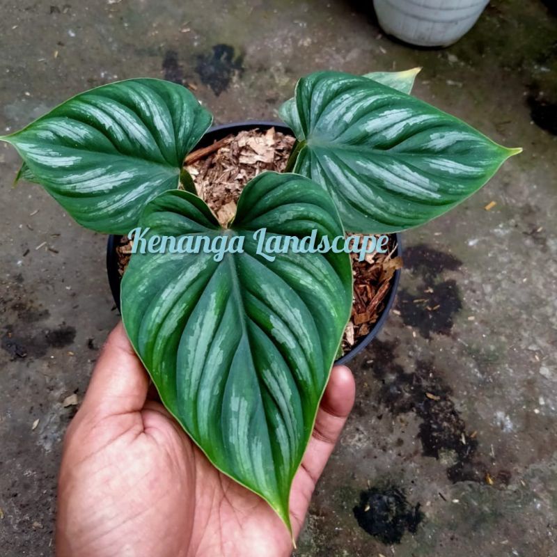 Tanaman hias philodendron plowmanii black face - philodendron plowmanii black face - Philo plowmanii