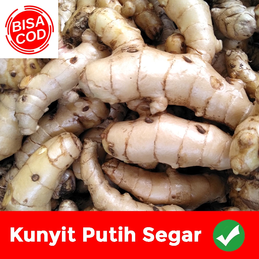 

Kunyit Putih Segar obat Herbal Alami 1 kg