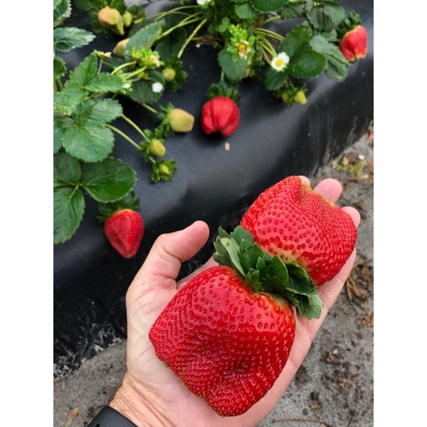 Benih Bibit Biji - Buah Strawberry Merah Super Besar Jumbo Stroberi Manis (Red Giant Strawberry Seeds) - IMPORT