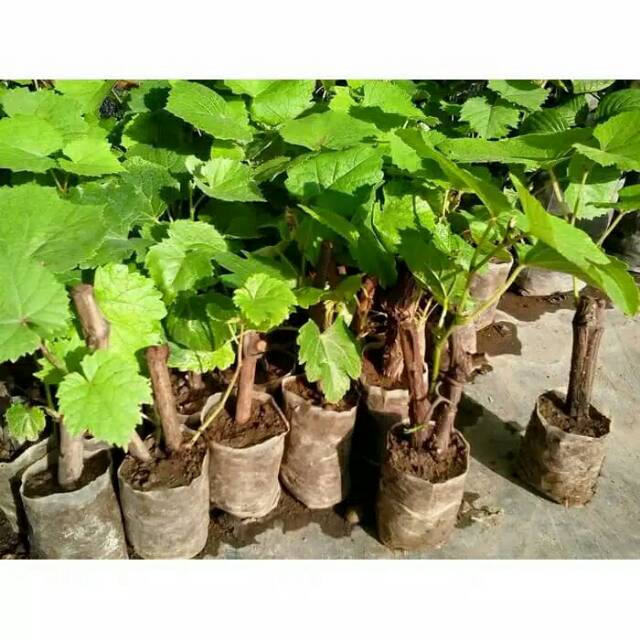 Obral Bibit Stek Tanaman Buah Anggur  Bibit Buah Anggur Murah 