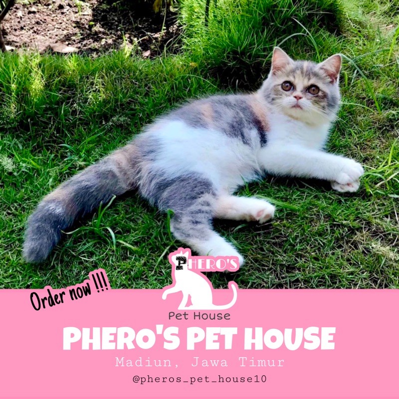 Kucing Exotic Flatnose Calico Dilute #pherospethouse #pherospethouse10 #pheros_pet_house10
