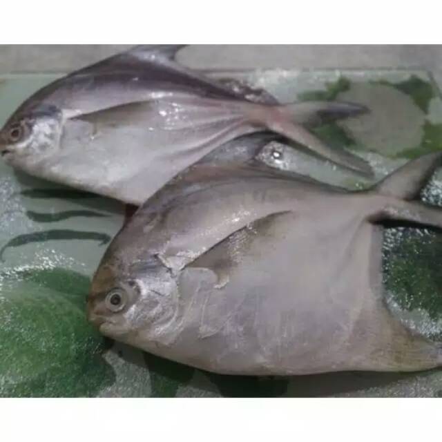 

Ikan bawal per 500gr