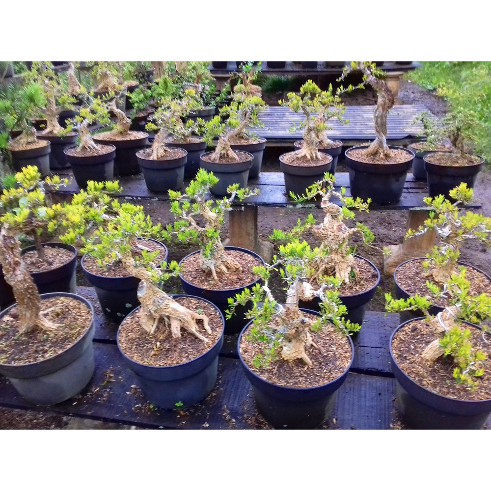 Tanaman Hias Bonsai Buxus | Shopee Indonesia