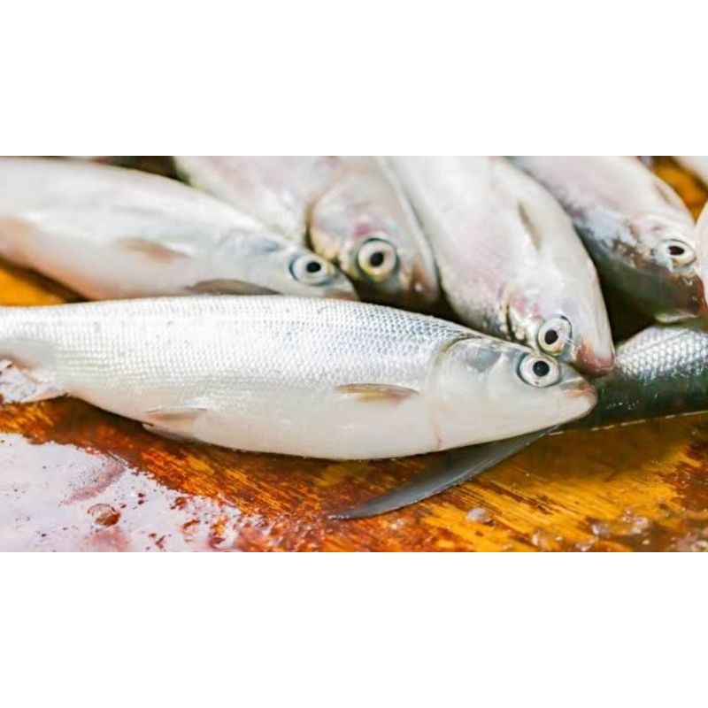 

Ikan bandeng salmon segar surga kebutuhan ku