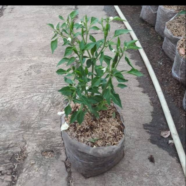 Pohon cabe rawit sudah berbuah
