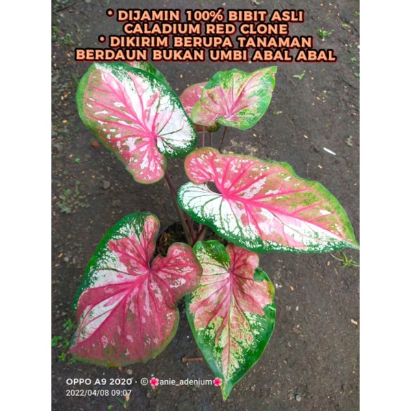 Caladium cantik red clone/keladi red clone murce