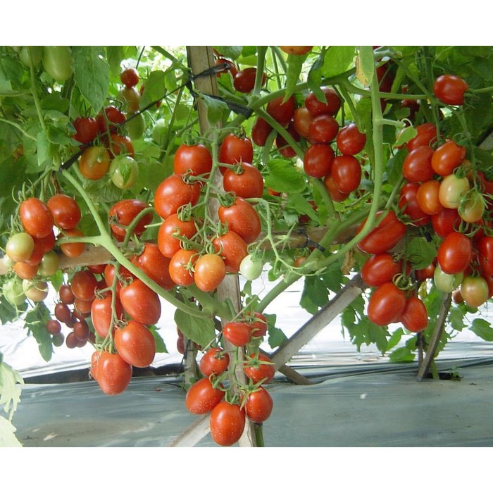 25 Benih Tomat Dataran Rendah Lentana F1 Bibit Tanaman Sayur Sayuran Buah