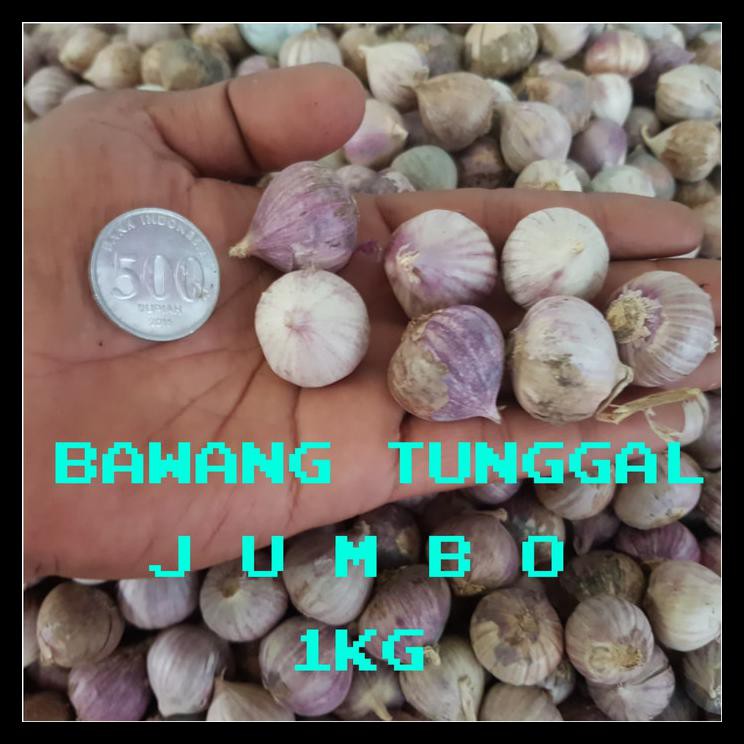 

Ind BAWANG PUTIH TUNGGAL/BAWANG LANANG SUPER UKURAN BESAR PROMO Kode 1084
