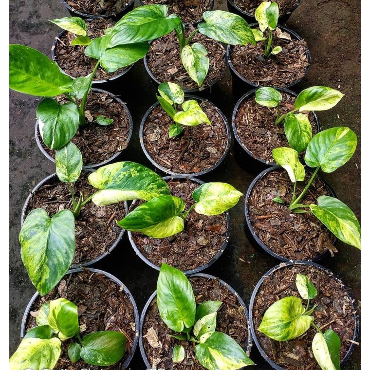 HOMALOMENA SP VARIGATA