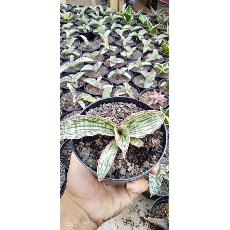 sanseivera cleopatra