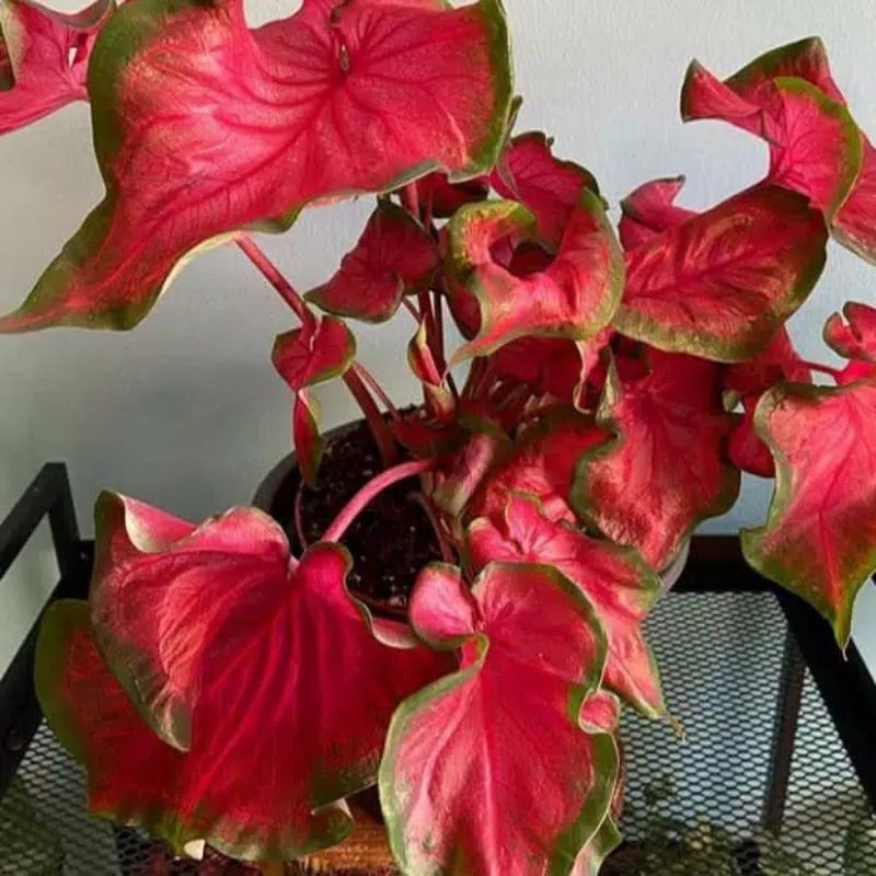 keladi red jaguar / keladi merah / keladi wayang