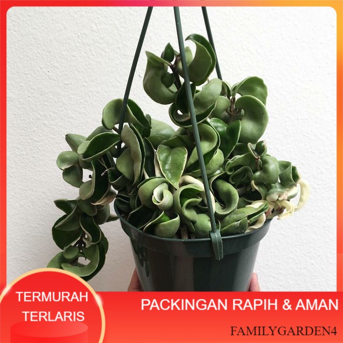tanaman hias gantung hoya compacta curly - hoya carnosa murah Terlaris Terbaru