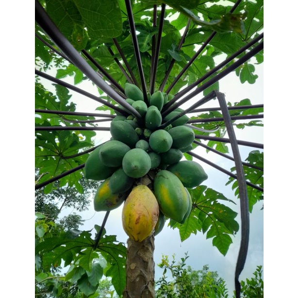 2 Benih Pepaya Wulung / Ungu