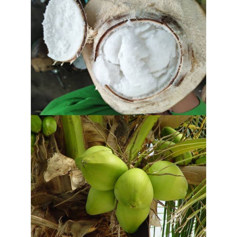 Bibit Kelapa Kopyor (Paket 6 Bibit)