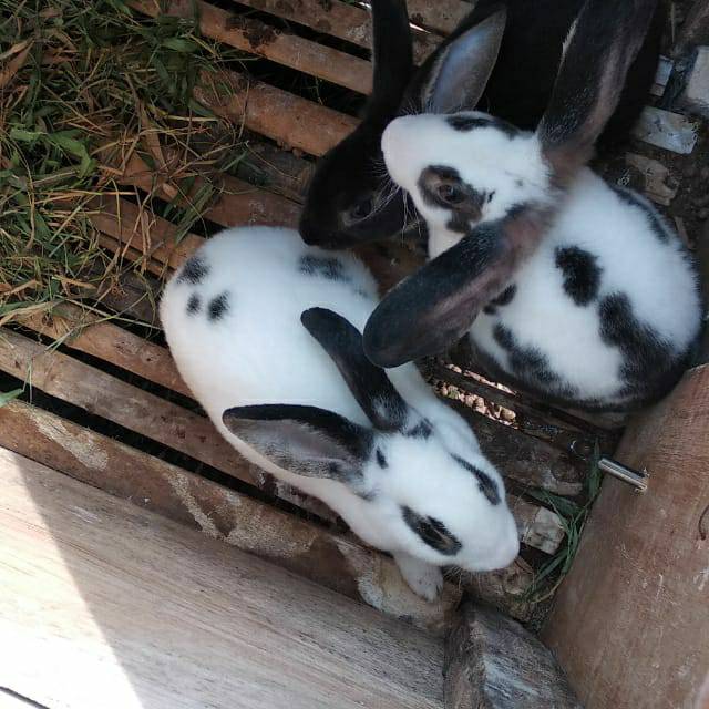 Kelinci rex anakan lucu