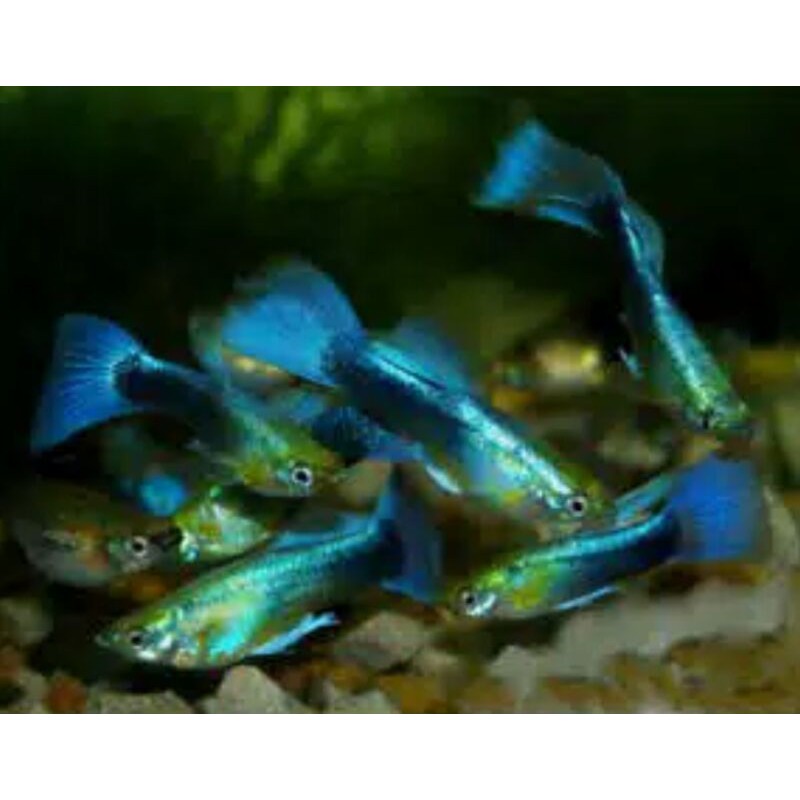 Ikan Hias Guppy HB blue/guppy pasangan