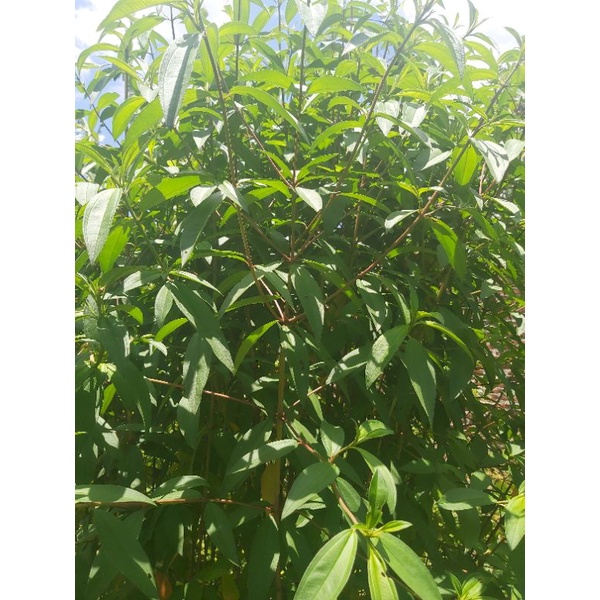 

Daun Harendong untuk Kesehatan Herbal.