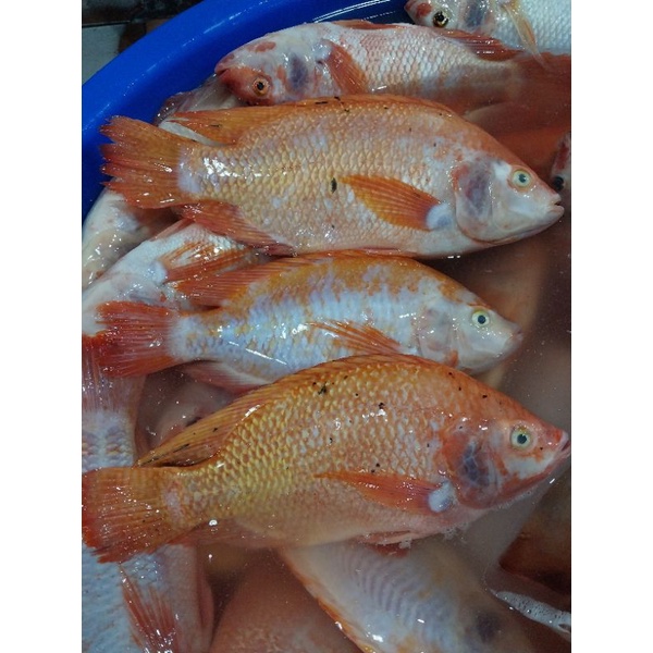 

Ikan Nila Merah segar