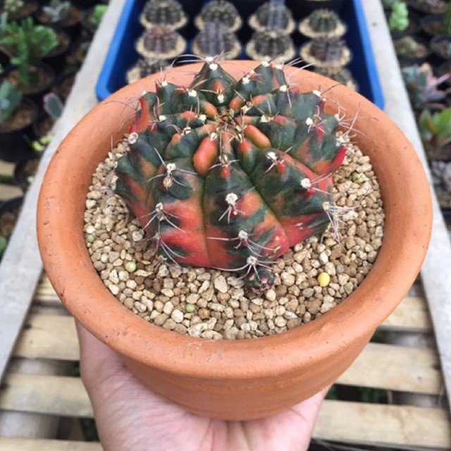 Taiwan Clone Ownroot diameter 9 cm FREE Pot 12 cm hitam