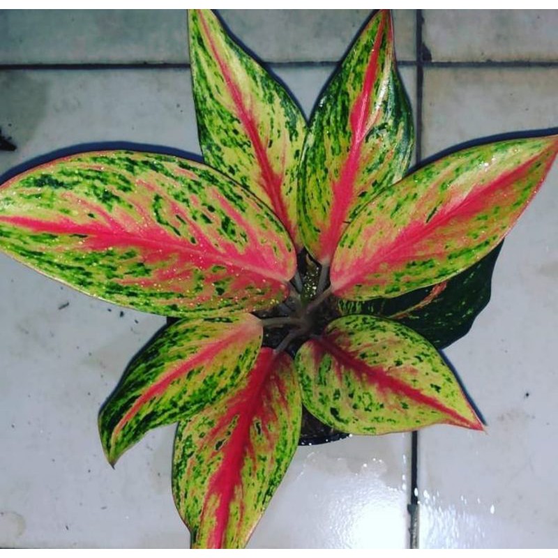 Tanaman aglonema golden sweet