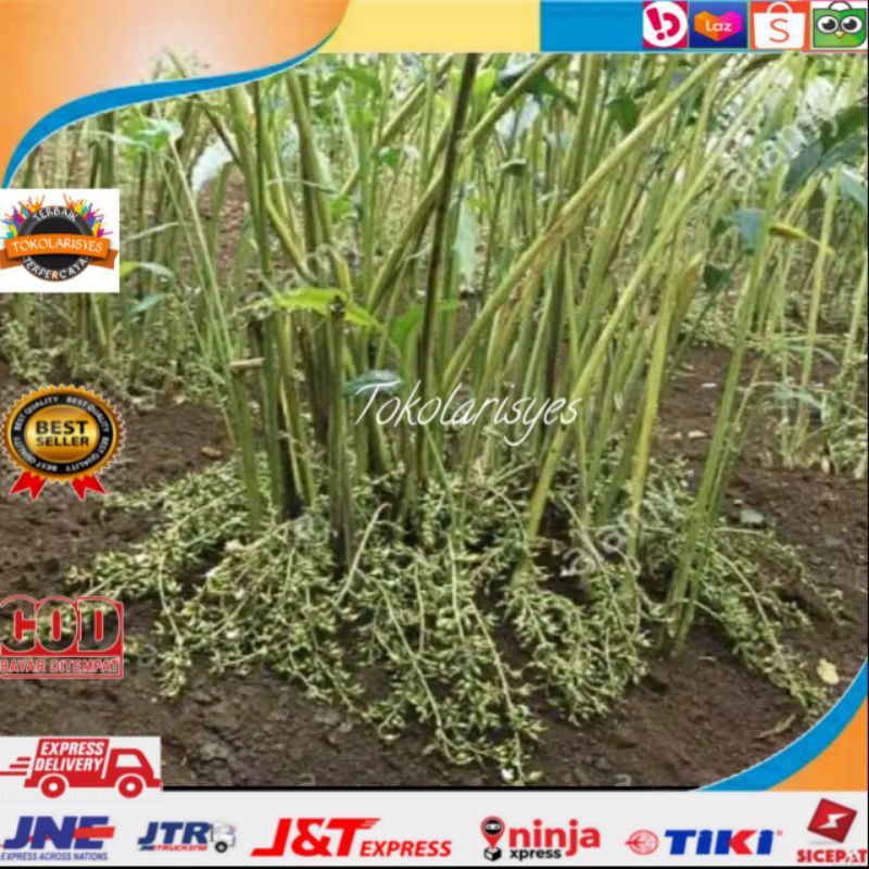 Bibit kapulaga hijau arab india ORIGINAL