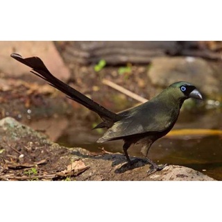 Burung Murai Papua