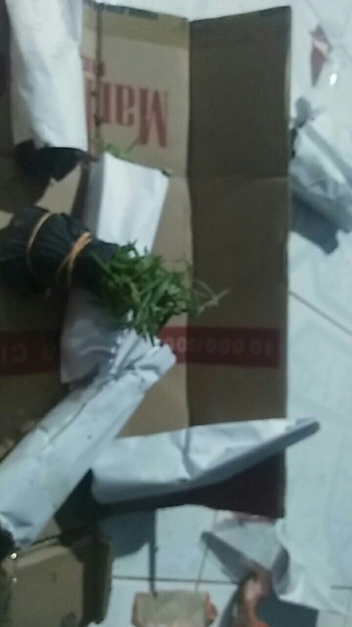 Tanaman Hias - Bunga Krokot Moss Rose