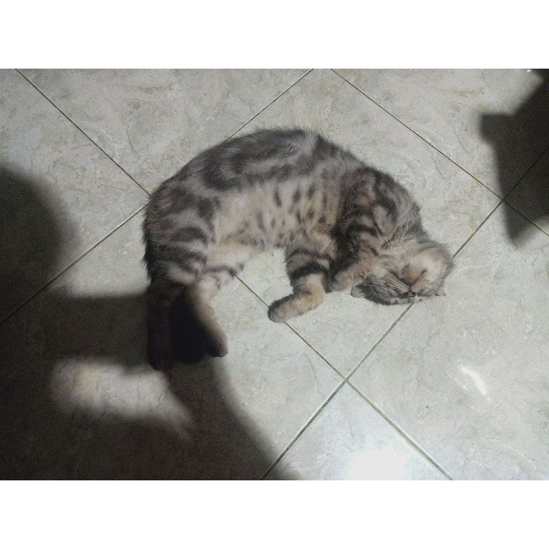 American Shorthair 1080p 2k 4k 5k Hd Wallpapers Free Download Wallpaper Flare