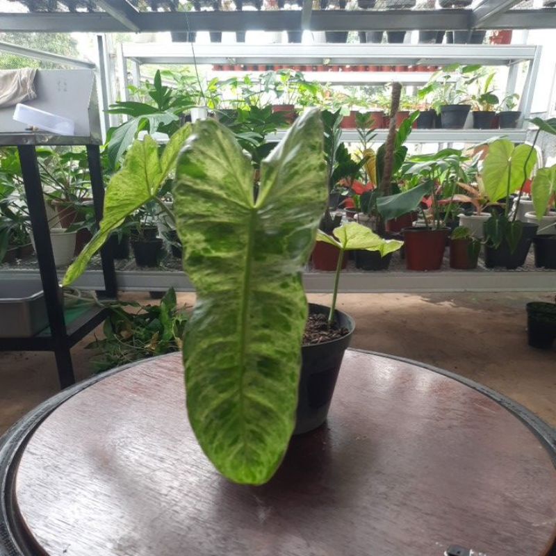 philodendron paraiso verde varigata
