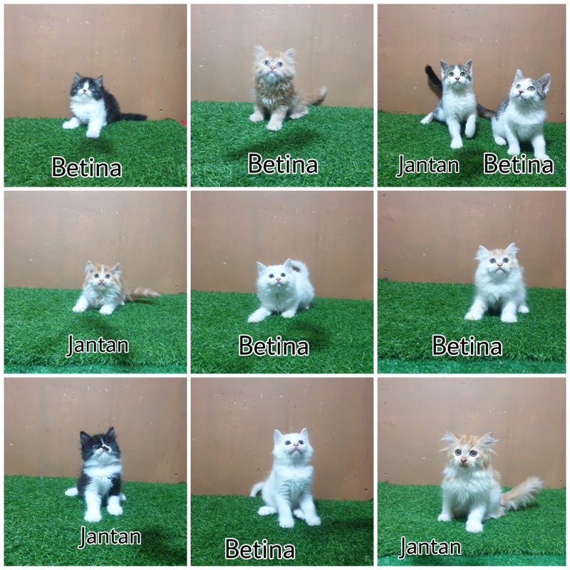JUAL Kitten persia Anggora munchkin mainecoon bsh angora anak kucing lucu bulu panjang flatnose peaknose medium