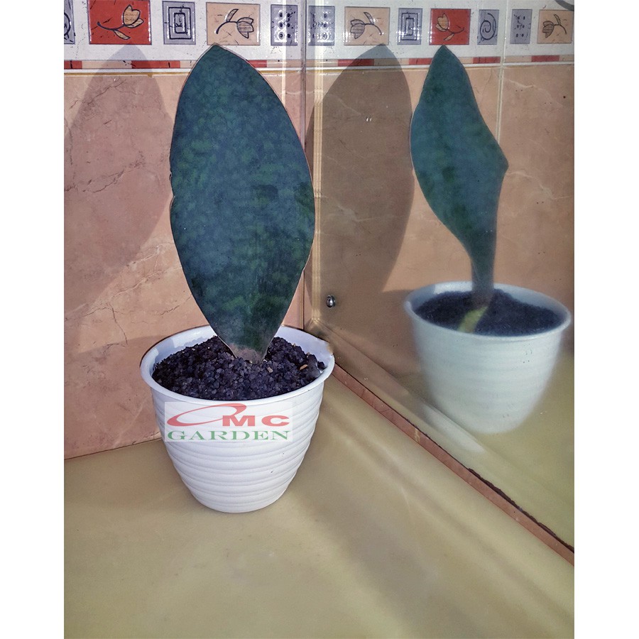 Lidah Mertua Sansevieria Sansivera Sansiviera Sensiviera Masoniana Giant Centong Jumbo LM-MS-P3040