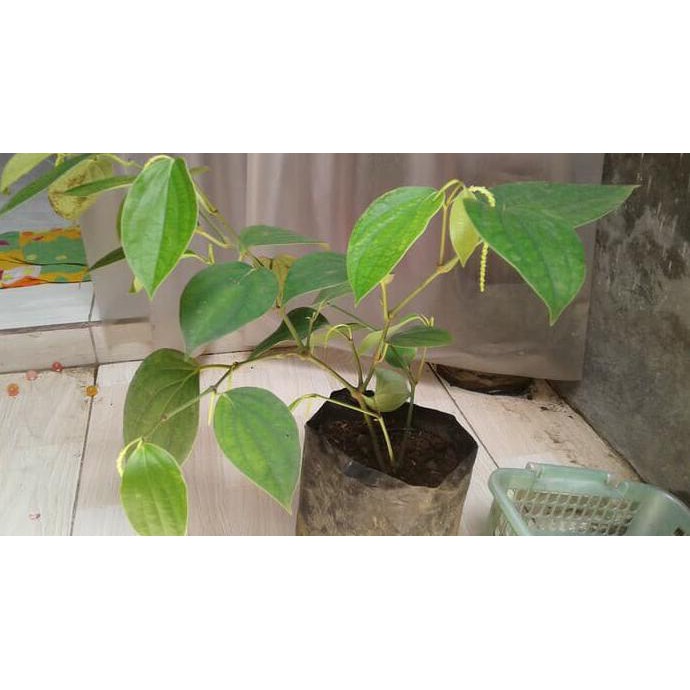 BIBIT LADA/PERDU SIAP BUAH NEW