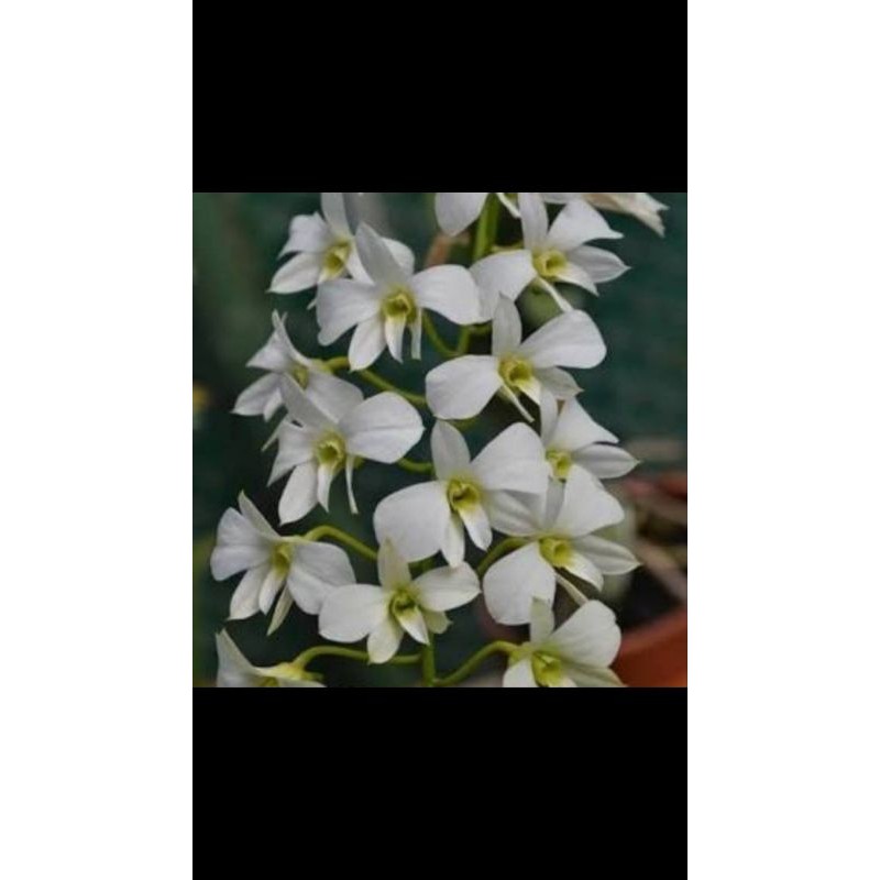 Dendrobium Affine atau Larat putih