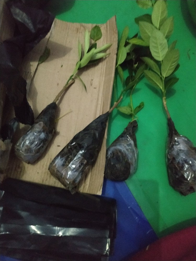 Plastik Polybag Ukuran 40 Cm Harga Eceran