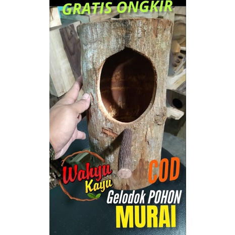 GELODOK POHON MURAI TERNAK BREEDING KAYU MAHONI