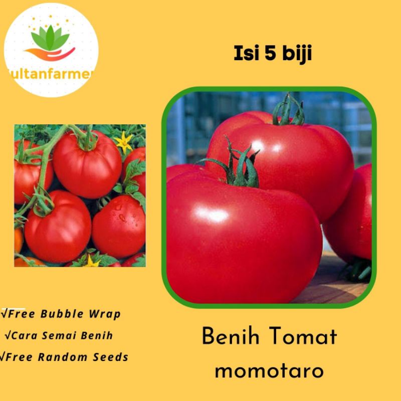 5 benih Tomat MOMOTARO