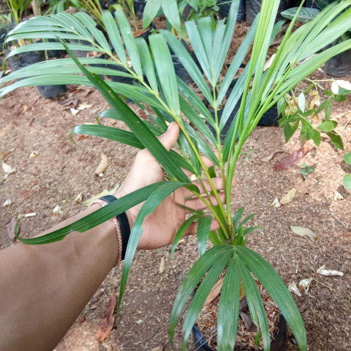 tanaman hias palem kuning - tanaman indoor - palem kuning