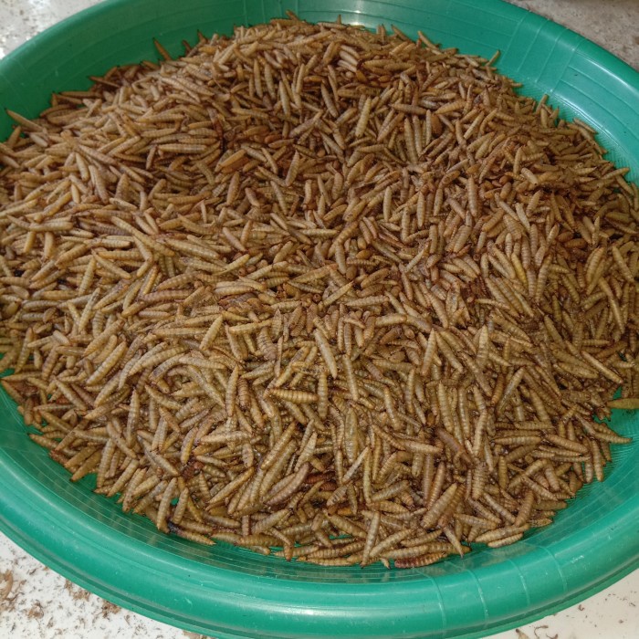 [[BISA COD]] maggot , magot kering bsf / dried maggot bsf / maggot per kg / maggot