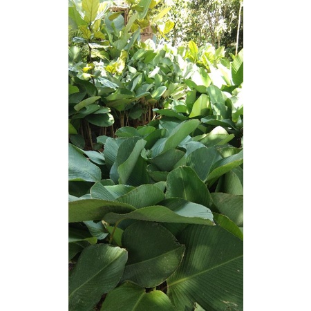Pisang Calathea / Calathea Lutea