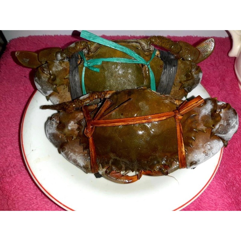 

Kepiting Bakau