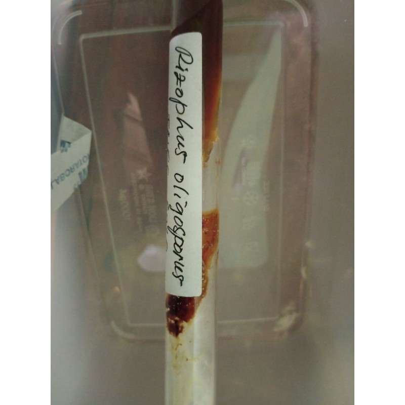 

Rhizopus oligosporus