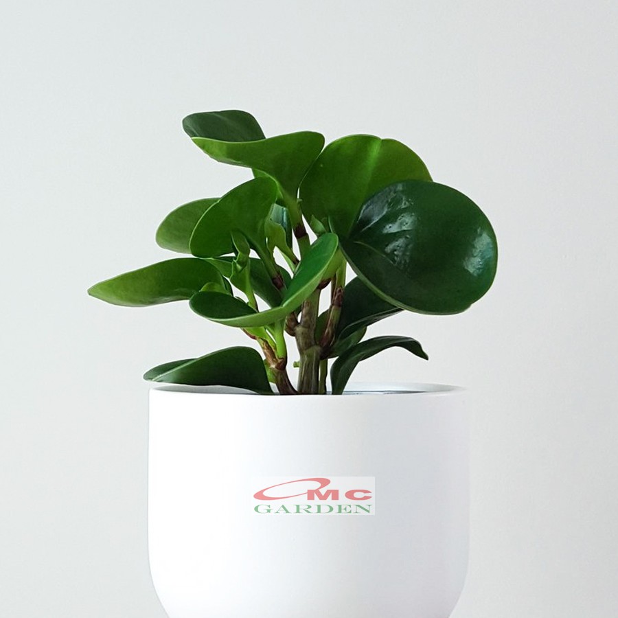 Tanaman Hias Teplan Peperomia Jade Hijau Indoor Air TPL-H-001