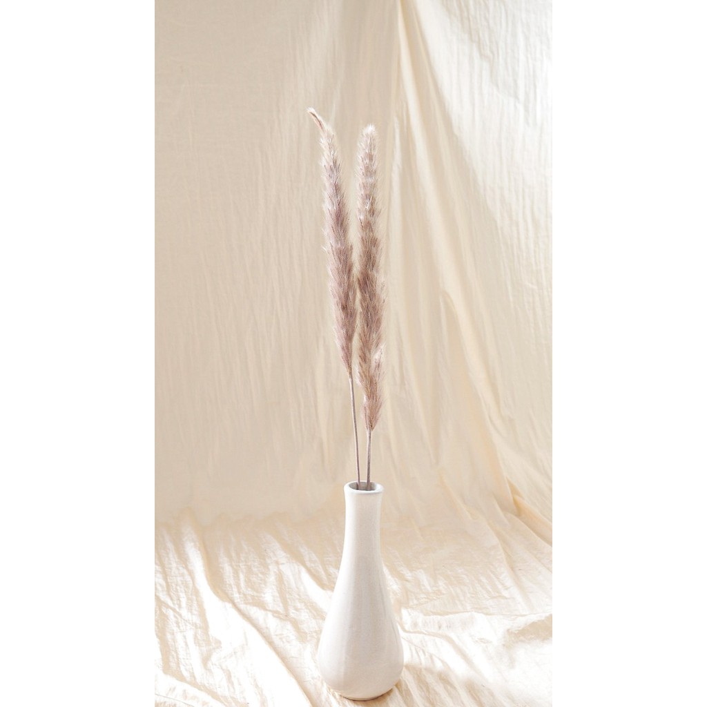 bunga kering pampas | Dried Plants Pampas Natural