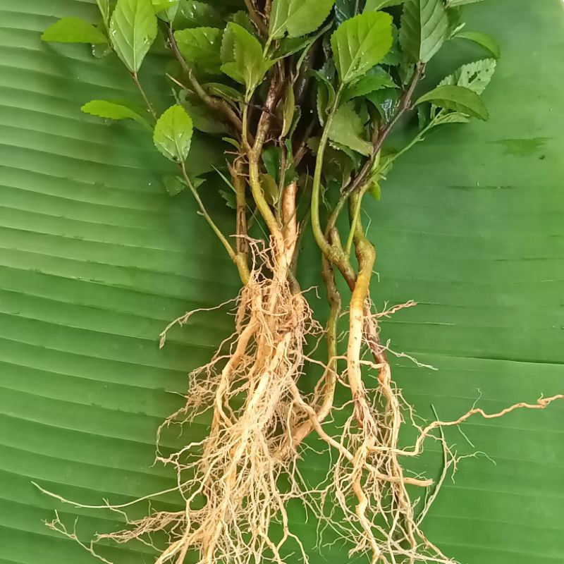 

AKAR BATANG DAUN SIDAGORI SEGAR FRESH 500GRAM